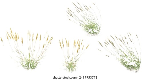 Green sweet vernal grass with white background.3d rendering