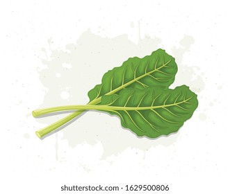 Green Swiss Chard Salad Leaves vector illustration