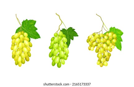 Green table or wine grapes. Ripe fresh berries vector illustration