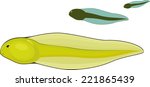 Green tadpoles
