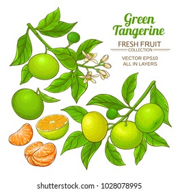 green tangerine vector