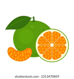 Grüne Tangerine, ganze Früchte, halbe und Scheibe einzeln auf weißem Hintergrund. Citrus reticulata, Mandarin, thailändische orange Zitrussymbol. Vektorgrafik von tropischen exotischen Früchten im flachen Stil.