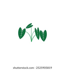 Green taro tree, econ vector for ornament, decorative