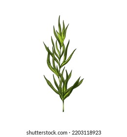 El estragón verde aisló la planta de sazonamiento de estragón. Hierba de cocina verde vectorial, condimento alimenticio, cocina, verduras culinarias o médicas. Artemisia dracunculus, hojas aromáticas perennes esenciales sobre el tallo