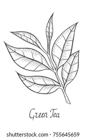 Green tea branch with leaf. Hand drawn sketch vector illustration isolated on white.