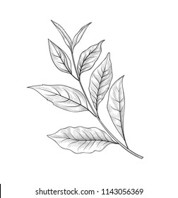 Green Tea Branch Sketch. Tea Leaves Card Background For Hot Beverage Menu Design