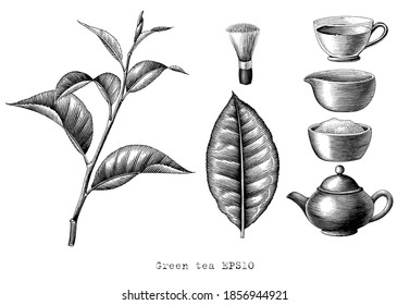 Green tea collection hand drawing engraving style black and white clipart isolated on white background