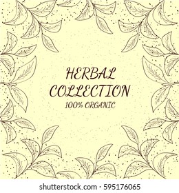 Green tea collection leaf illustration, branch organic hand drawing sketch, square banner template for packing cosmetics, packaging, branding, etc