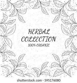 Green tea collection leaf illustration, branch organic hand drawing sketch, square banner template for packing cosmetics, packaging, branding, etc