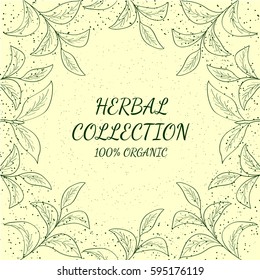 Green tea collection leaf illustration, branch organic hand drawing sketch, square banner template for packing cosmetics, packaging, branding, etc