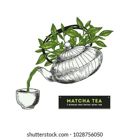 Green tea. Engraved style illustration tea pot and tea leaves. Matcha tea. Vector illustration