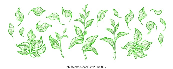 Green tea fresh leaves. Vector line art deco set. Nature symbol, organic herbal branch. Neon bio chlorophyll