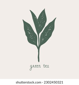 Green tea. Hand drawn tea leaf and handwritten text. Sketch style. Food, bio, drink. Nature line symbol.For template, card, logo, poster, label, print, design element. Vector art illustration.
