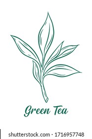 Green tea label hand drawn illustration. Green tea leaf isolated on white background.