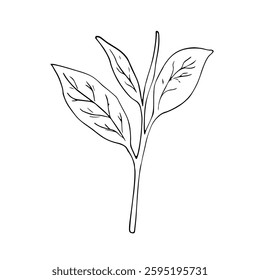 Green tea leaf. Botanical hand-drawn illustration. Isolated illustration on white. 