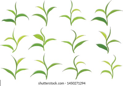 green tea leaf by hand drawing with white background