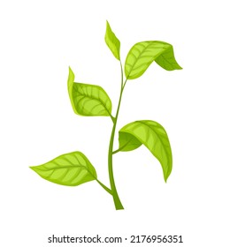 caricatura de hojas de té verde. hojas frescas, rama de hierba, bebida orgánica natural tetera verde ilustración vectorial
