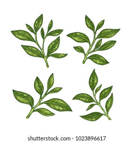 Green tea leaf collection. Engraved leaf set. Vector illustration