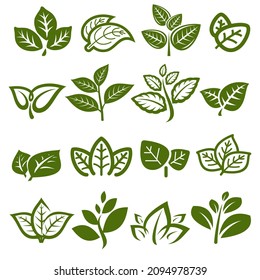 Colección de hojas de té verde. Icono de la hoja de té verde de la colección. Vector