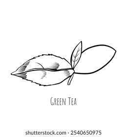 Dibujo de estilo de grabado de hoja de té verde. Dibujado a mano Ilustración vectorial de boceto. Té verde chino, bebida orgánica. Hoja negra sobre fondo blanco.