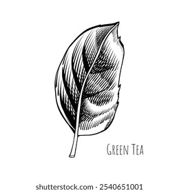 Desenho de estilo de gravura de folha de chá verde. Ilustração de vetor de esboço desenhado à mão. Chá verde chinês, bebida orgânica. Folha preta sobre fundo branco.