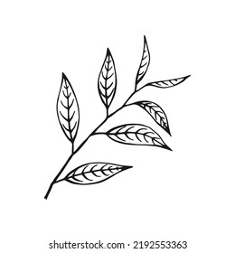 Grünes Teeblatt. Blumenzweig organische, handgezeichnete Vektorgrafik.
