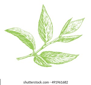 Green Tea Leaf Hand Drawing Sketch. A Sprig Of Green Tea Leaves With The Stem.