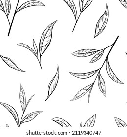 Green tea leaf hand drawn seamless pattern. Sketch tea organic food and drink. Vector illustration, seamless pattern on white background. Plant leaves for printing and design