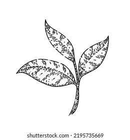 vector dibujado a mano con hoja de té verde. hojas frescas, rama de hierbas, bebida orgánica natural, boceto de hojas de té verde. ilustración negra aislada