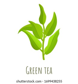 Green tea leaf icon. Cartoon of green tea leaf vector icon for web design isolated on white background