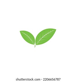 Green tea leaf icon template vector