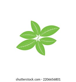 Vector de plantilla de icono de la hoja de té verde