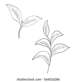 Green tea leaf illustration, branch organic hand drawing sketch, isolated on white background