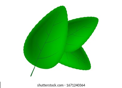 Green tea leaf isolated on white. Logos of green leaf ecology nature element vector icon