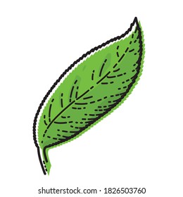 Grünes Teeblatt einzeln auf weißem Hintergrund. Vektorgrafik von japanischem Getränk.