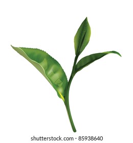 Green tea leaf isolated on white background. Vector image.