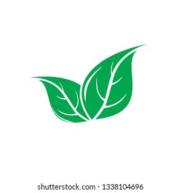 Green Tea leaf. mint leaf illustration