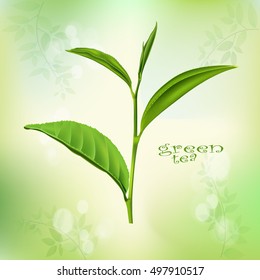 Green tea leaf  on green background