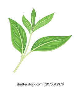 Green Tea Leaf on Stem Isolated on White Background Closeup Vector Illustration