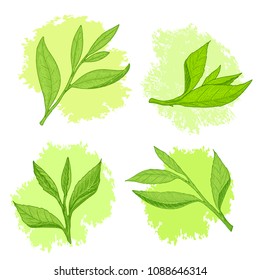 Green tea leaf sketch set. A sprig of green tea leaves with the stem. Hand drawn vector illustration.