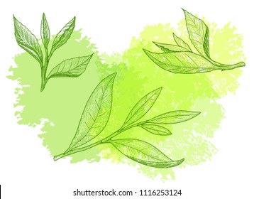 お茶葉 のイラスト素材 画像 ベクター画像 Shutterstock