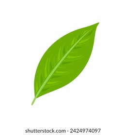 Green tea leaf vector icon. Cartoon flat illustration.
