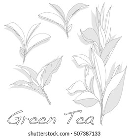 green tea leaf  vector illustration isolated on white background