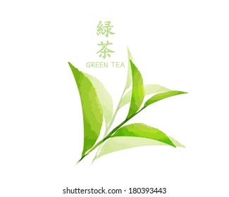 green tea leaf watercolor style 