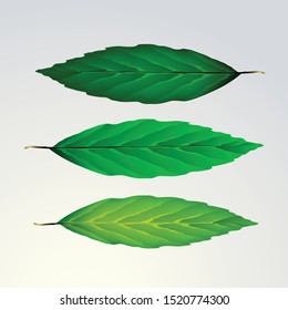 Green tea leafs vector illustration