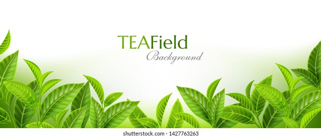 Green tea leaves background. Horizontal panoramic banner with fresh  tea branches on the soft backdrop. Vector illustration with realistic design elements.