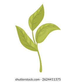 Verde folhas de chá ramo broto crescente ilustração isolada no fundo branco