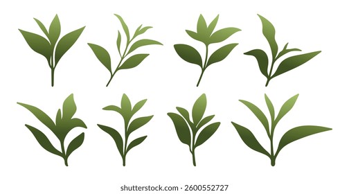 Green tea leaves colored flat vector images isolated white background