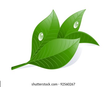 Green tea leaves with drops.