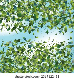 Green Tea Leaves Falling Confetti on Blue Ske Background. Spring Natural Banner 3d Realistic Mint Plant Illustration. Eco Organic Beauty Product Border. Olive Herb Foliage Mockup Poster. Tea Frame.